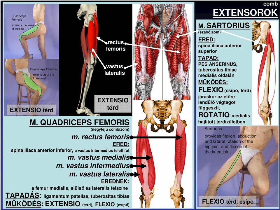 vastus lateralis EREDNEK: a femur medialis, elülsı és lateralis felszíne TAPADÁS: ligamentum patellae, tuberositas tibiae MŐKÖDÉS: EXTENSIO (térd), FLEXIO (csípı)