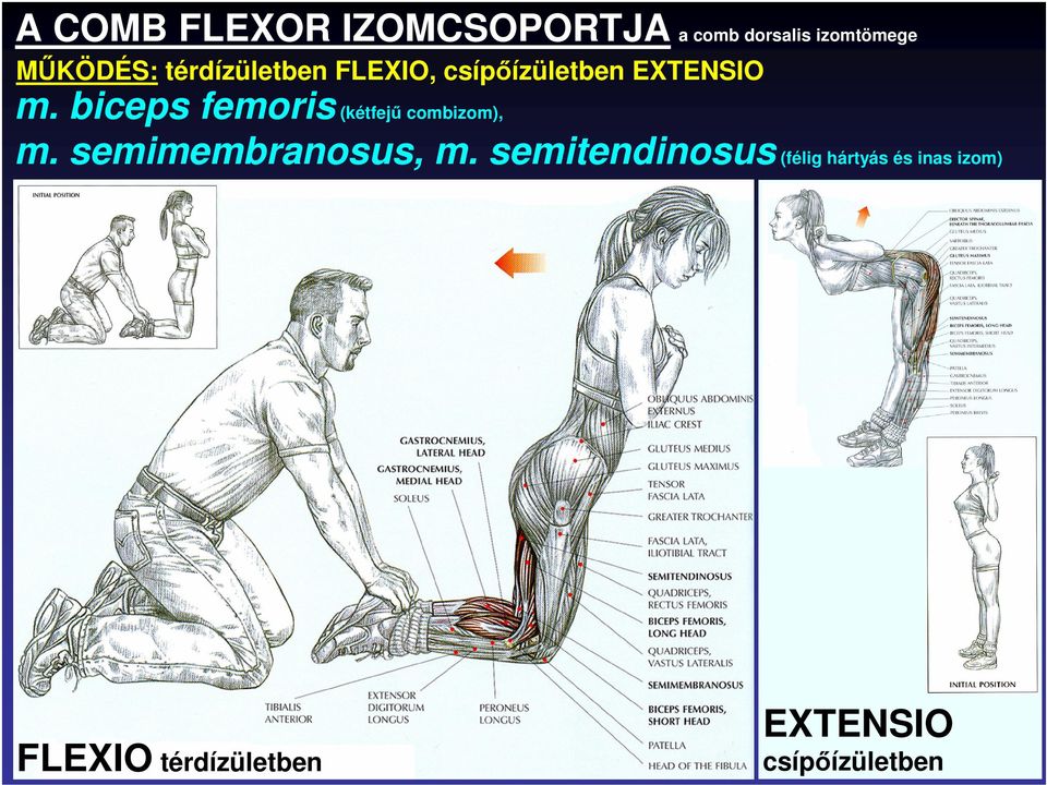 biceps femoris (kétfejő combizom), m. semimembranosus, m.