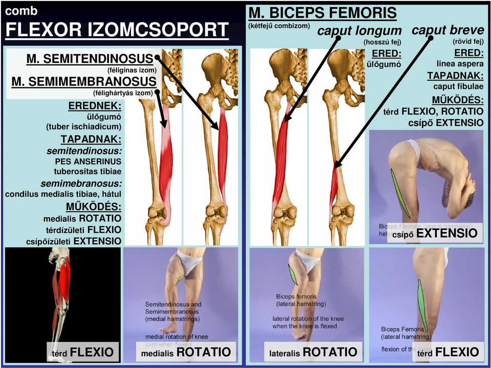 semimebranosus: condilus medialis tibiae, hátul MŐKÖDÉS: medialis ROTATIO térdízületi FLEXIO csípıízületi EXTENSIO M.