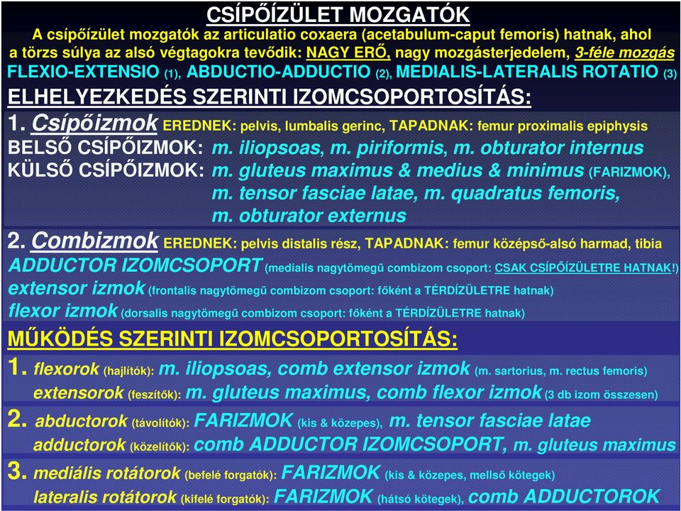 Csípıizmok EREDNEK: pelvis, lumbalis gerinc, TAPADNAK: femur proximalis epiphysis BELSİ CSÍPİIZMOK: m. iliopsoas, m. piriformis, m. obturator internus KÜLSİ CSÍPİIZMOK: m.