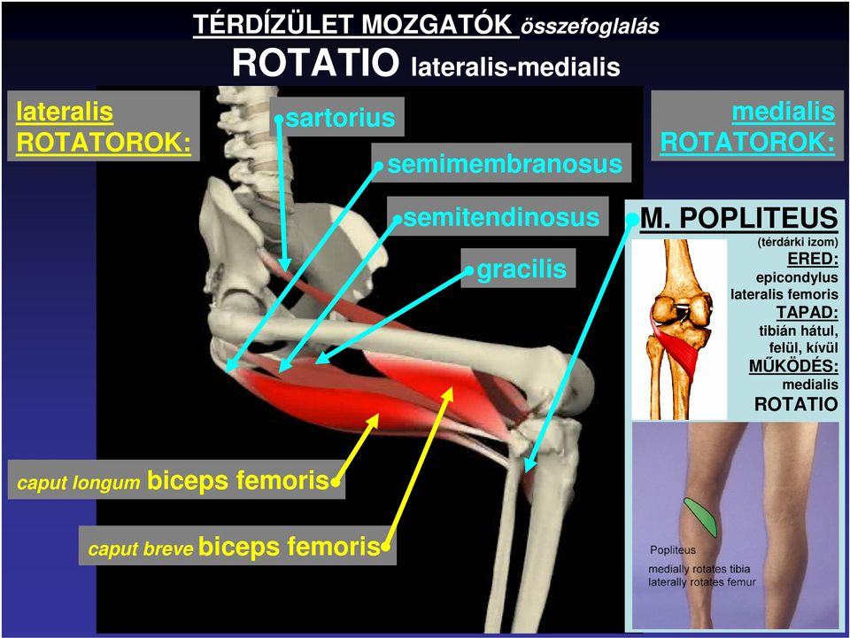POPLITEUS (térdárki izom) ERED: epicondylus lateralis femoris TAPAD: tibián hátul,