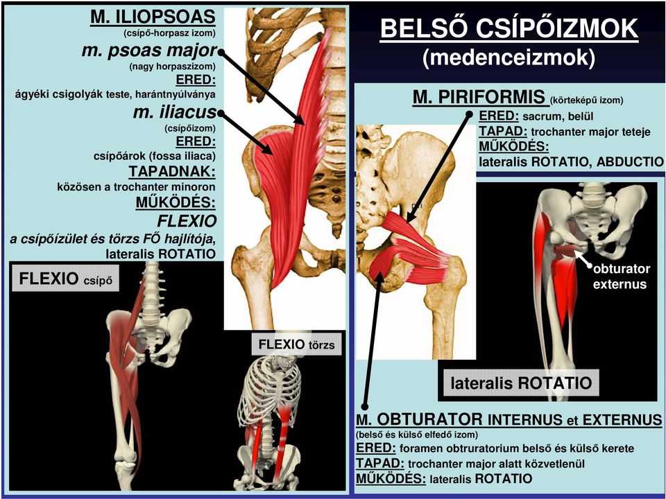 csípı BELSİ CSÍPİIZMOK (medenceizmok) M.