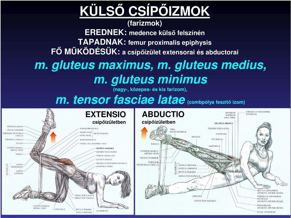 gluteus maximus, m. gluteus medius, m.