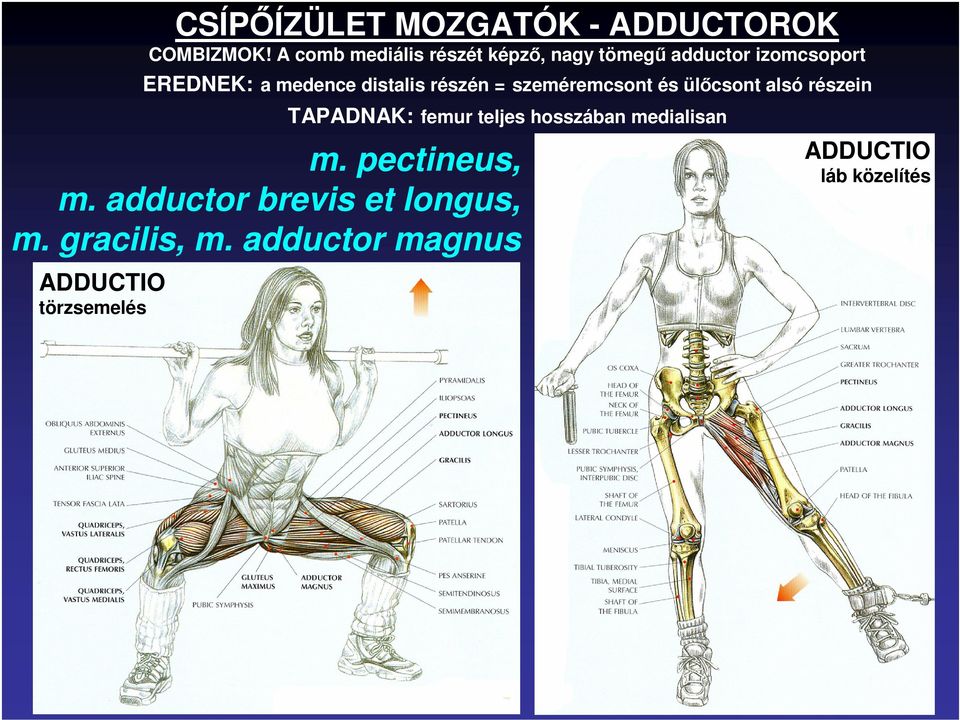 distalis részén = szeméremcsont és ülıcsont alsó részein TAPADNAK: femur teljes