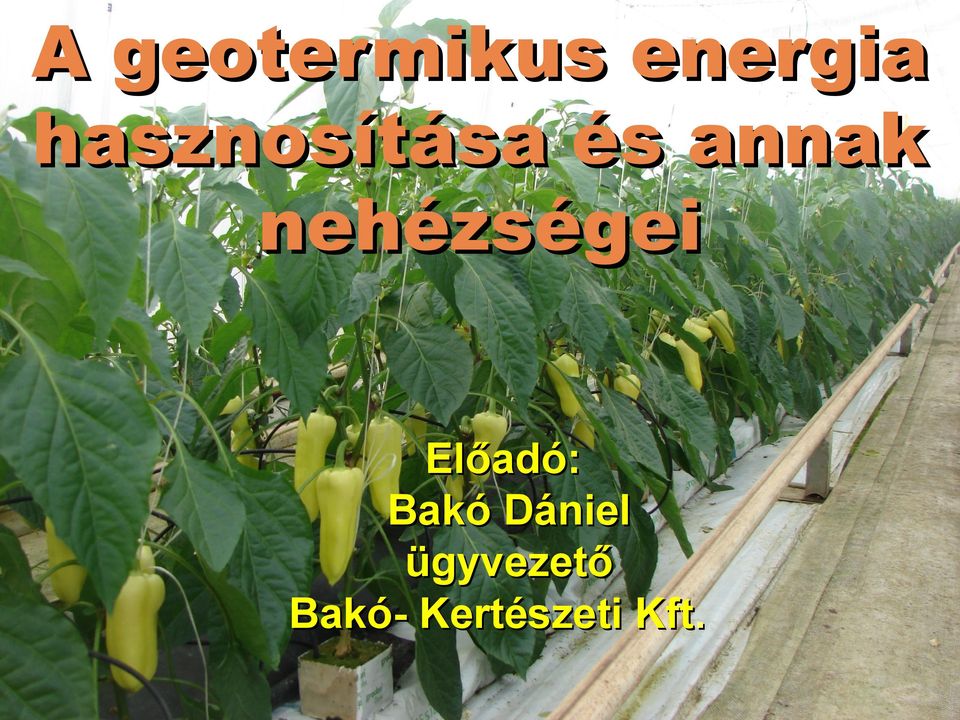 nehézségei Előadó: Bakó