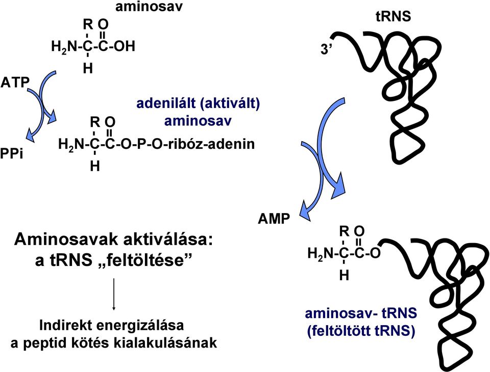 Aminosavak aktiválása: a trns feltöltése AMP R - = H 2 N-C-C-O - H O