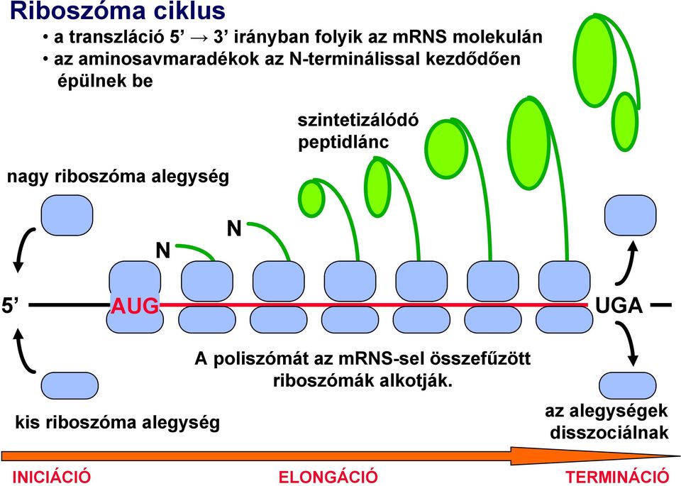 szintetizálódó peptidlánc N N 5 AUG UGA kis riboszóma alegység A poliszómát az
