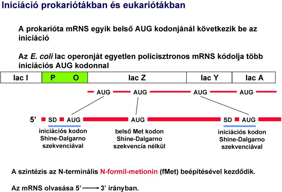 5 SD AUG AUG SD AUG iniciációs kodon Shine-Dalgarno szekvenciával belső Met kodon Shine-Dalgarno szekvencia nélkül iniciációs