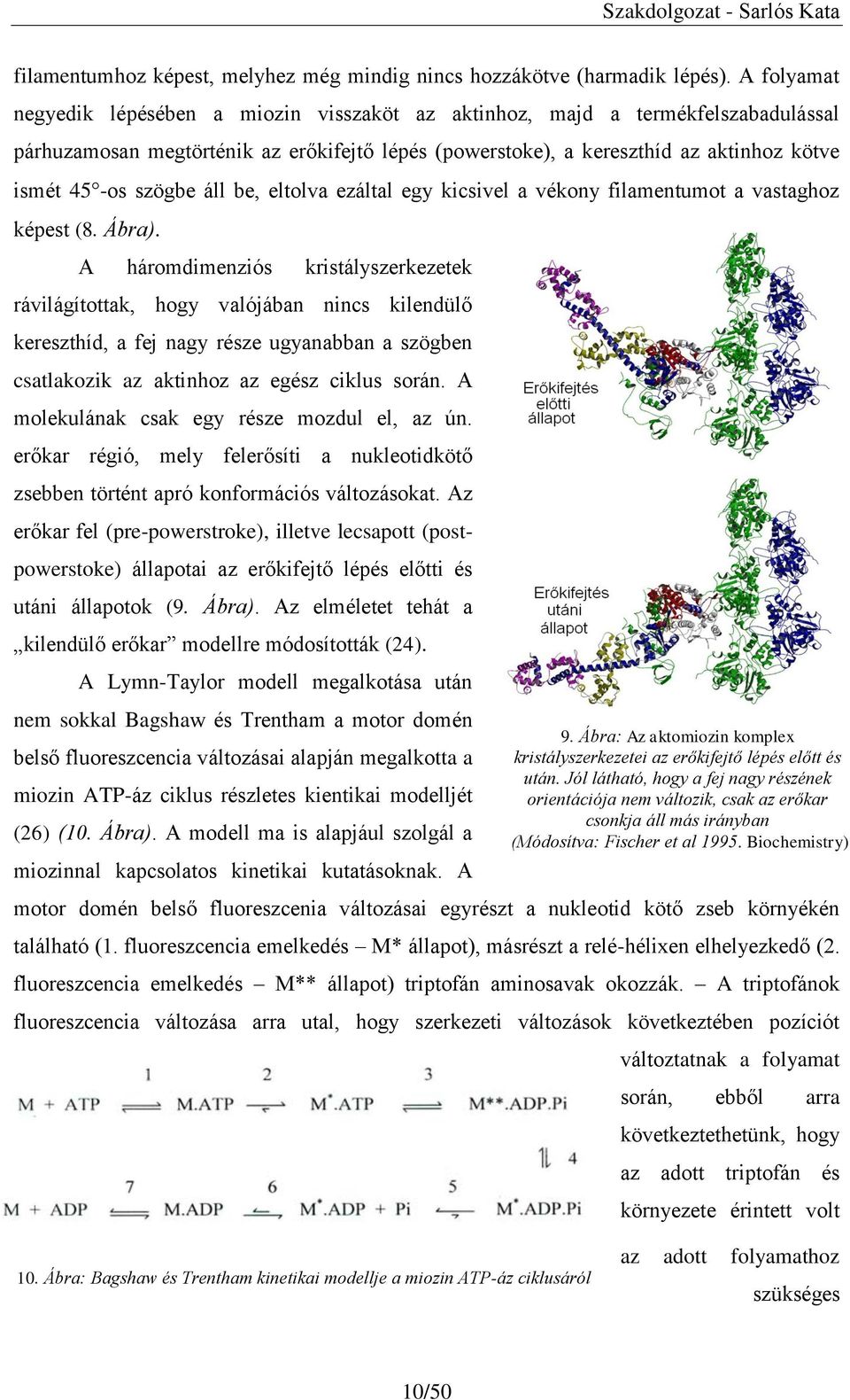 szögbe áll be, eltolva ezáltal egy kicsivel a vékony filamentumot a vastaghoz képest (8. Ábra).