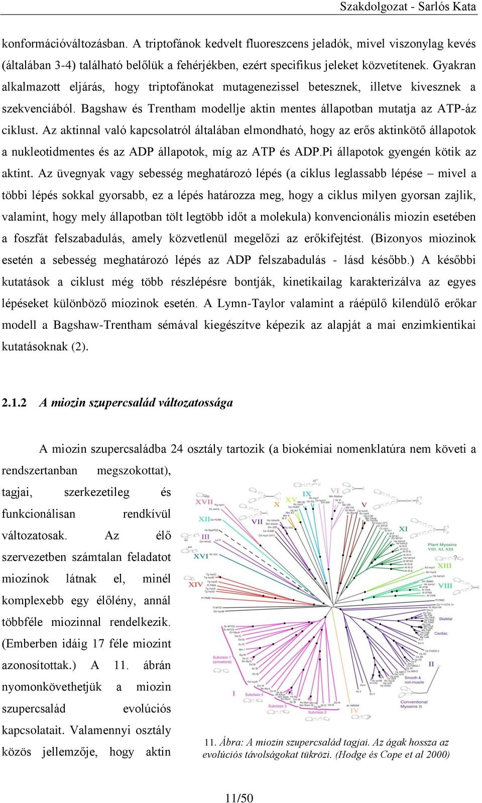 Az aktinnal való kapcsolatról általában elmondható, hogy az erős aktinkötő állapotok a nukleotidmentes és az ADP állapotok, míg az ATP és ADP.Pi állapotok gyengén kötik az aktint.