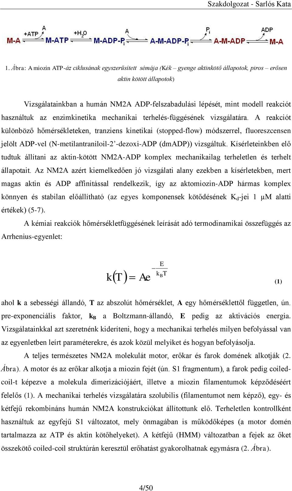 A reakciót különböző hőmérsékleteken, tranziens kinetikai (stopped-flow) módszerrel, fluoreszcensen jelölt ADP-vel (N-metilantraniloil-2 -dezoxi-adp (dmadp)) vizsgáltuk.