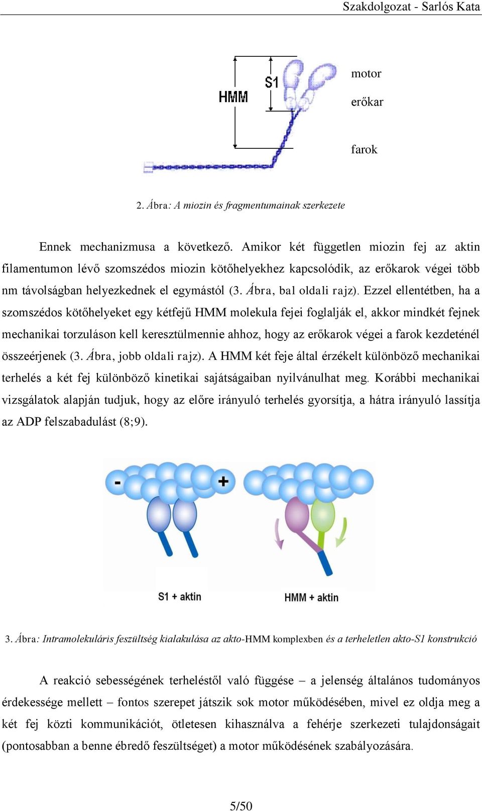 Ezzel ellentétben, ha a szomszédos kötőhelyeket egy kétfejű HMM molekula fejei foglalják el, akkor mindkét fejnek mechanikai torzuláson kell keresztülmennie ahhoz, hogy az erőkarok végei a farok