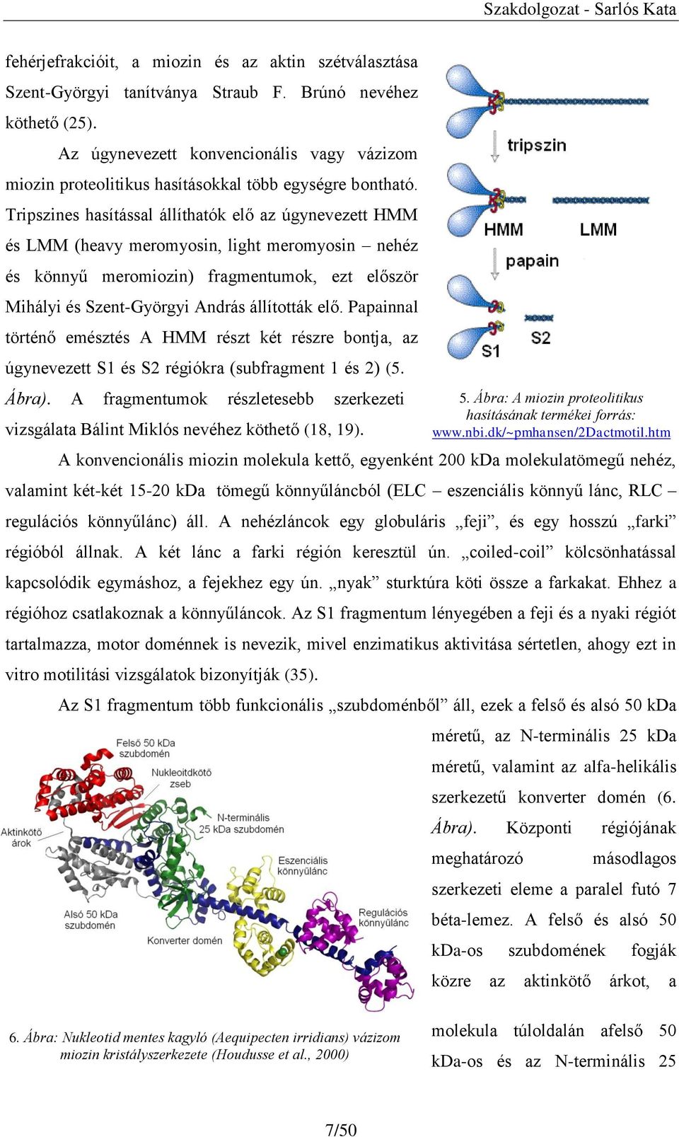 Tripszines hasítással állíthatók elő az úgynevezett HMM és LMM (heavy meromyosin, light meromyosin nehéz és könnyű meromiozin) fragmentumok, ezt először Mihályi és Szent-Györgyi András állították elő.