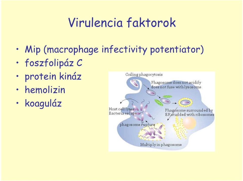 potentiator) foszfolipáz C