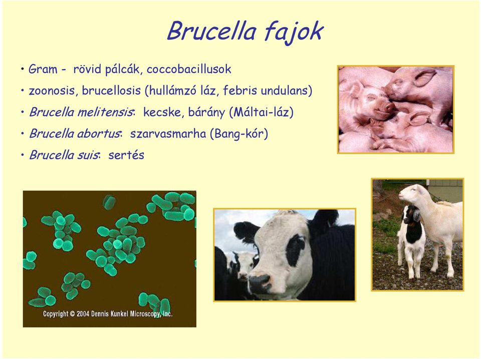 Brucella melitensis: kecske, bárány (Máltai-láz)
