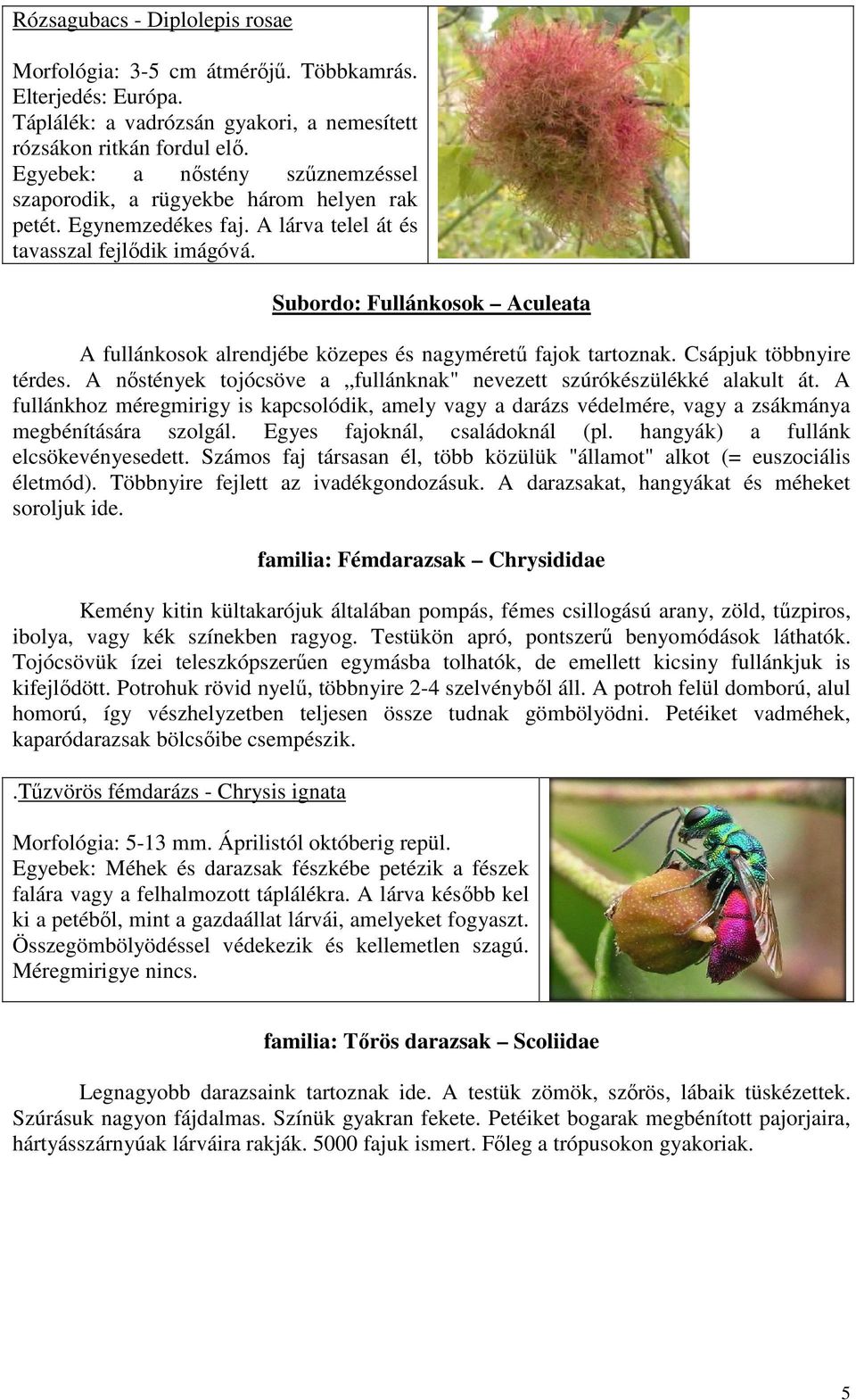 Subordo: Fullánkosok Aculeata A fullánkosok alrendjébe közepes és nagymérető fajok tartoznak. Csápjuk többnyire térdes. A nıstények tojócsöve a fullánknak" nevezett szúrókészülékké alakult át.