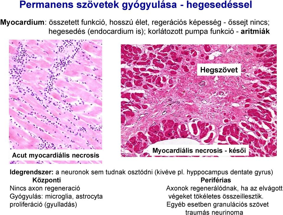 neuronok sem tudnak osztódni (kivéve pl.