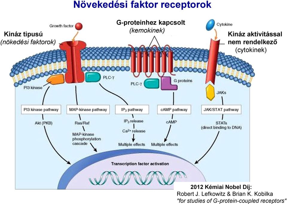 rendelkező (cytokinek) 2012 Kémiai Nobel Díj: Robert J.