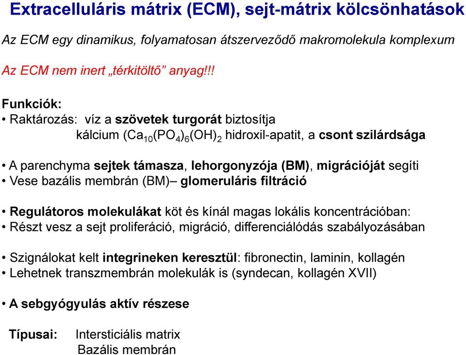 segíti Vese bazális membrán (BM) glomeruláris filtráció Regulátoros molekulákat köt és kínál magas lokális koncentrációban: Részt vesz a sejt proliferáció, migráció, differenciálódás