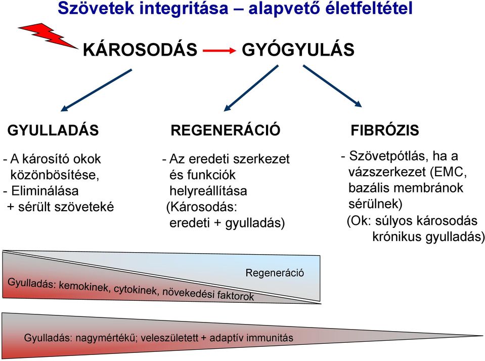 (Károsodás: eredeti + gyulladás) FIBRÓZIS - Szövetpótlás, ha a vázszerkezet (EMC, bazális membránok