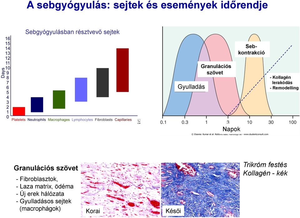 Napok Granulációs szövet - Fibroblasztok, - Laza matrix, ödéma - Új erek