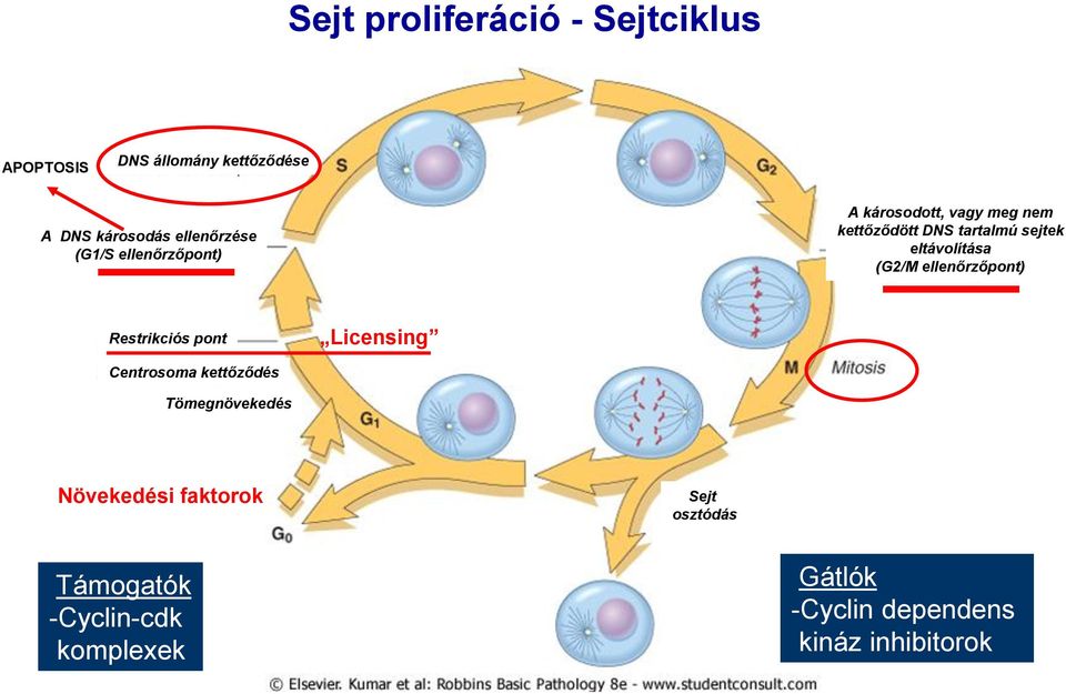 (G2/M ellenőrzőpont) Restrikciós pont Licensing Centrosoma kettőződés Tömegnövekedés