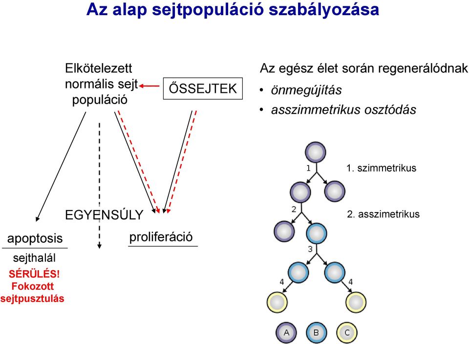 önmegújítás asszimmetrikus osztódás 1. szimmetrikus EGYENSÚLY 2.