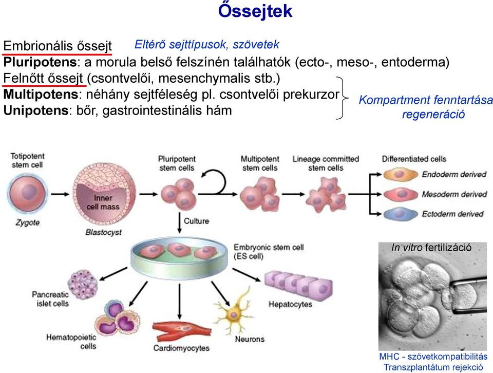 ) Multipotens: néhány sejtféleség pl.