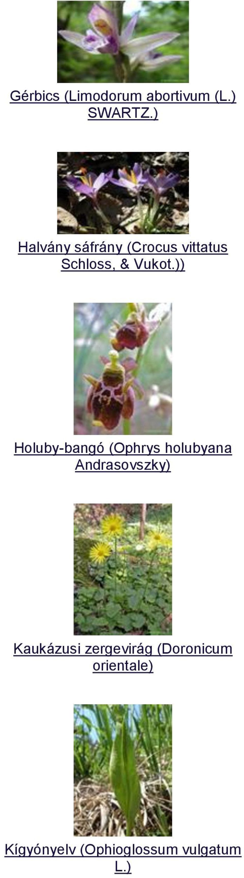 )) Holuby-bangó (Ophrys holubyana Andrasovszky)