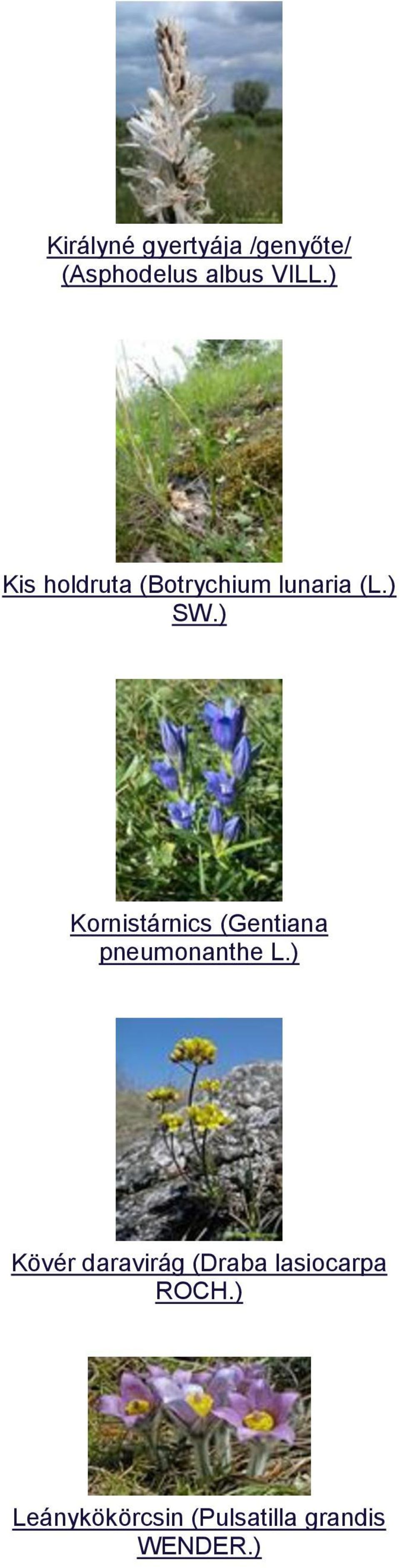 ) Kornistárnics (Gentiana pneumonanthe L.