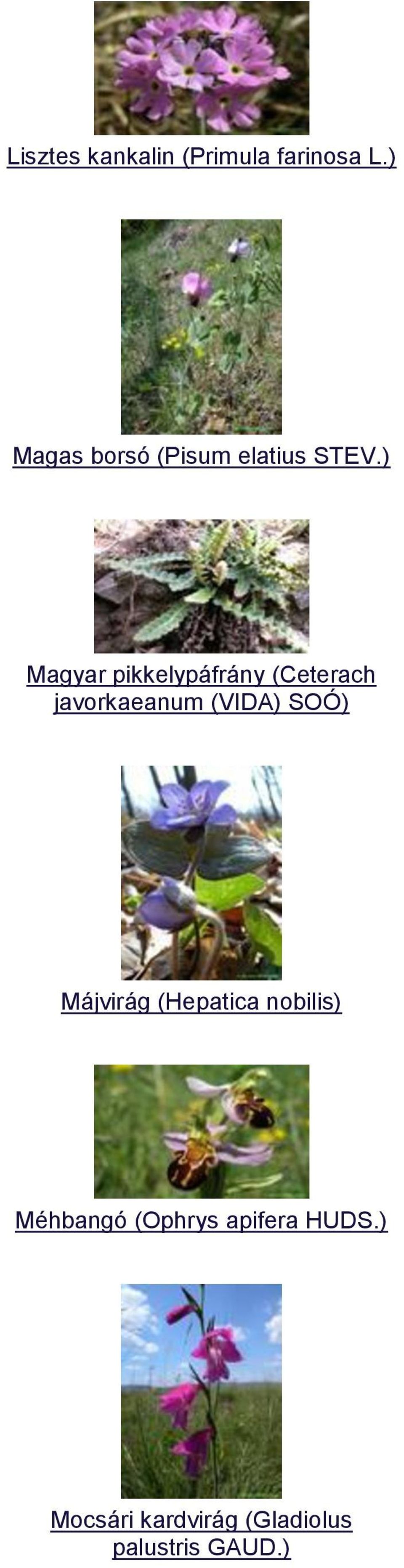 ) Magyar pikkelypáfrány (Ceterach javorkaeanum (VIDA) SOÓ)