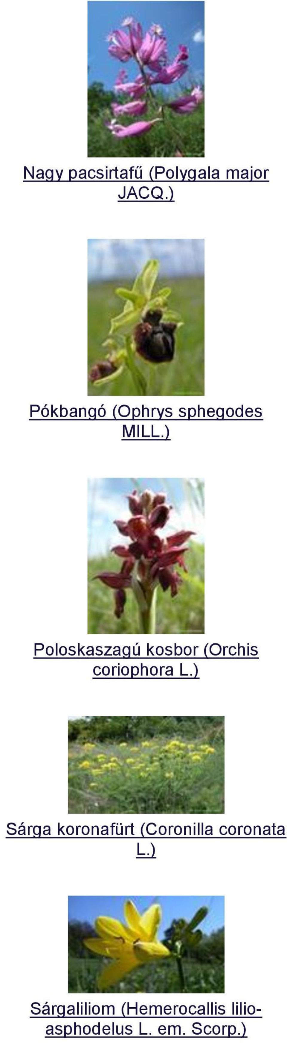 ) Poloskaszagú kosbor (Orchis coriophora L.