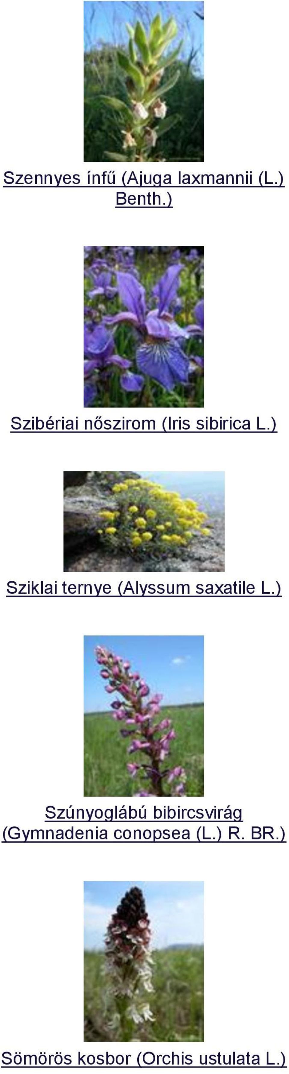 ) Sziklai ternye (Alyssum saxatile L.
