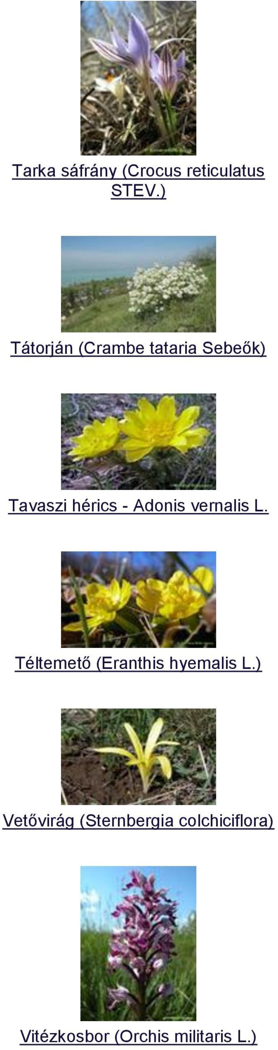 Adonis vernalis L. Téltemető (Eranthis hyemalis L.