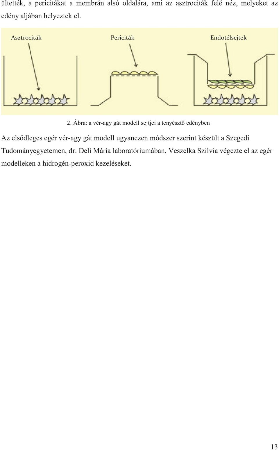 Ábra: a vér-agy gát modell sejtjei a tenyészt edényben Az els dleges egér vér-agy gát modell