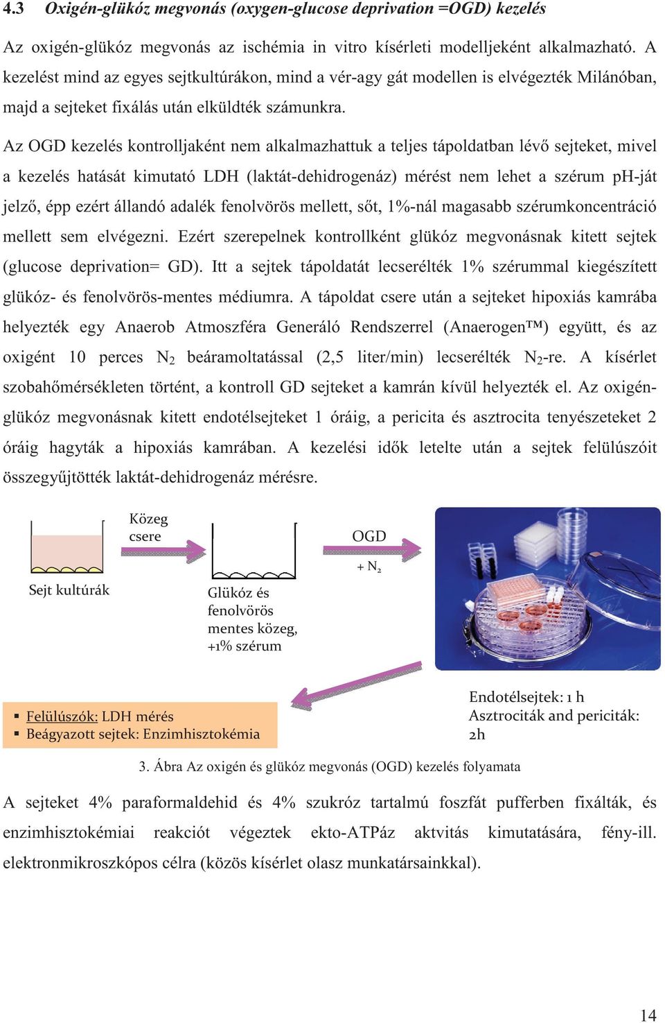 Az OGD kezelés kontrolljaként nem alkalmazhattuk a teljes tápoldatban lév sejteket, mivel a kezelés hatását kimutató LDH (laktát-dehidrogenáz) mérést nem lehet a szérum ph-ját jelz, épp ezért állandó