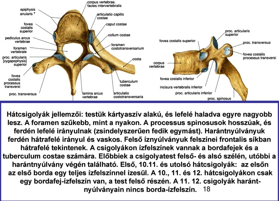 Felső íznyúlványuk felszínei frontalis síkban s hátrafelé tekintenek. A csigolyákon ízfelszínek vannak a bordafejek és s a tuberculum costae számára.