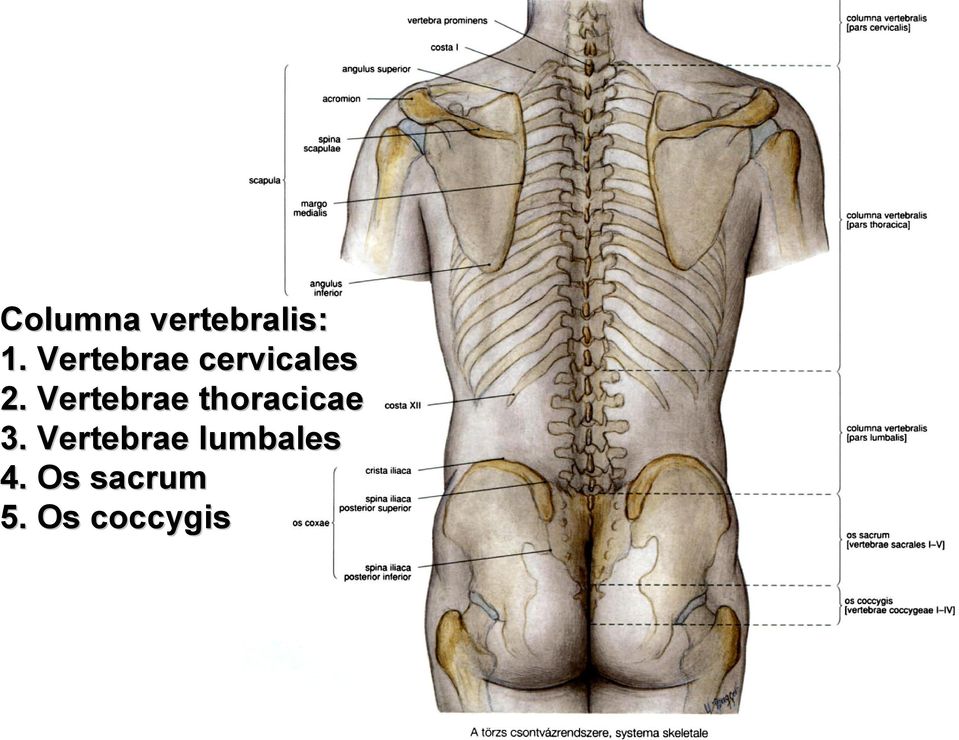 Vertebrae thoracicae 3.