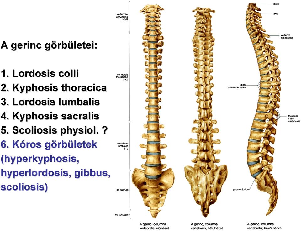 Kyphosis sacralis 5. Scoliosis physiol.? 6.