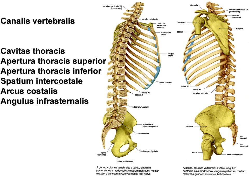 thoracis inferior Spatium