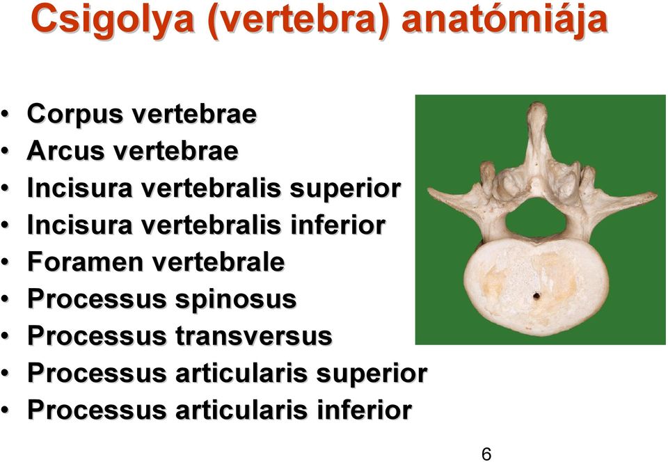 inferior Foramen vertebrale Processus spinosus Processus