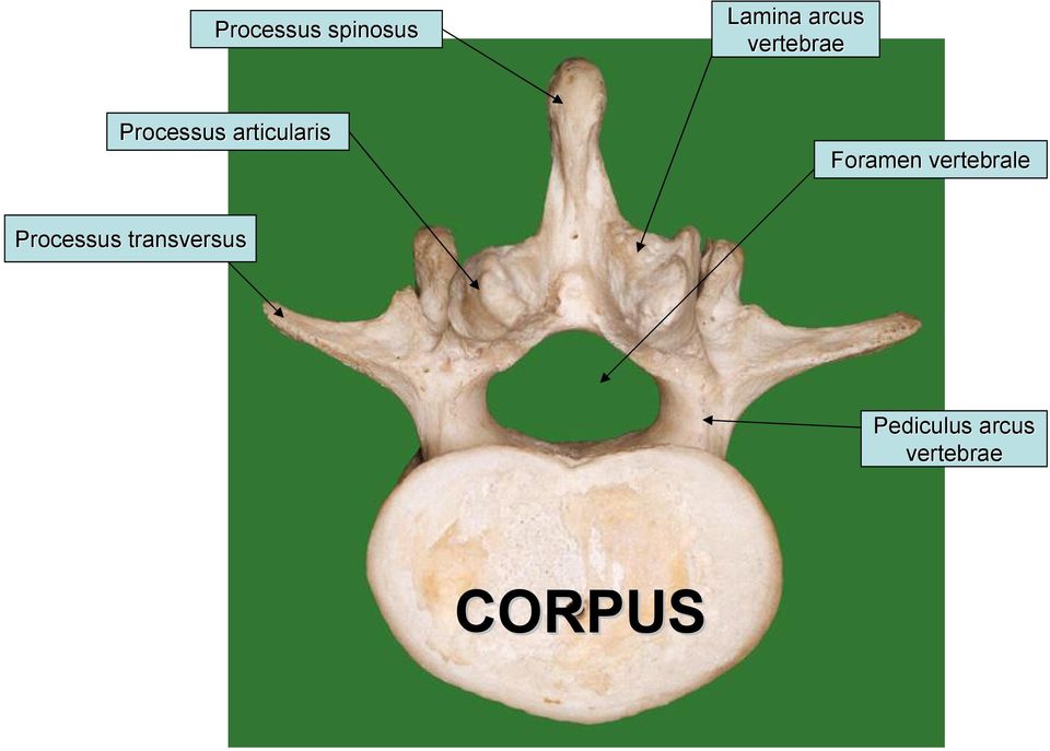 Foramen vertebrale Processus