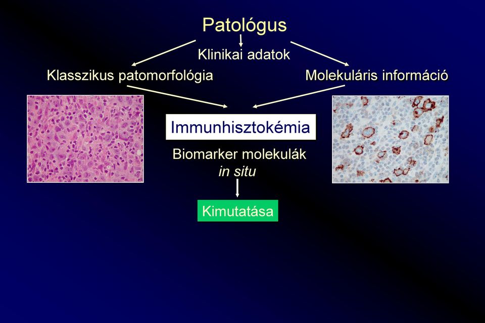 Molekuláris információ