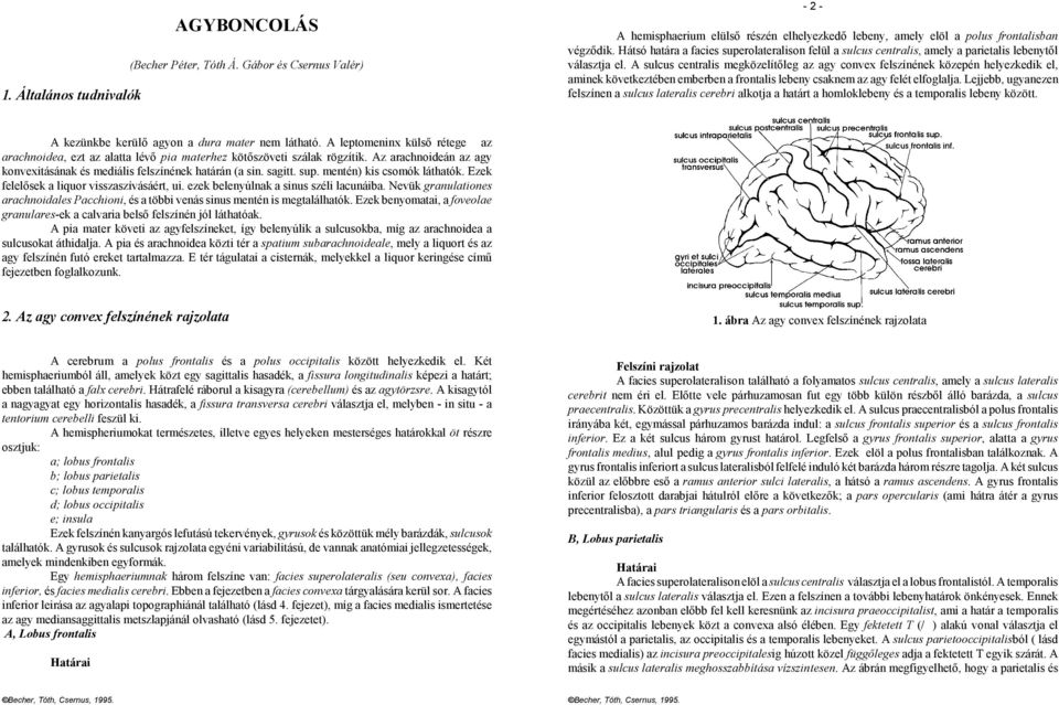 A sulcus centralis megközelítőleg az agy convex felszínének közepén helyezkedik el, aminek következtében emberben a frontalis lebeny csaknem az agy felét elfoglalja.