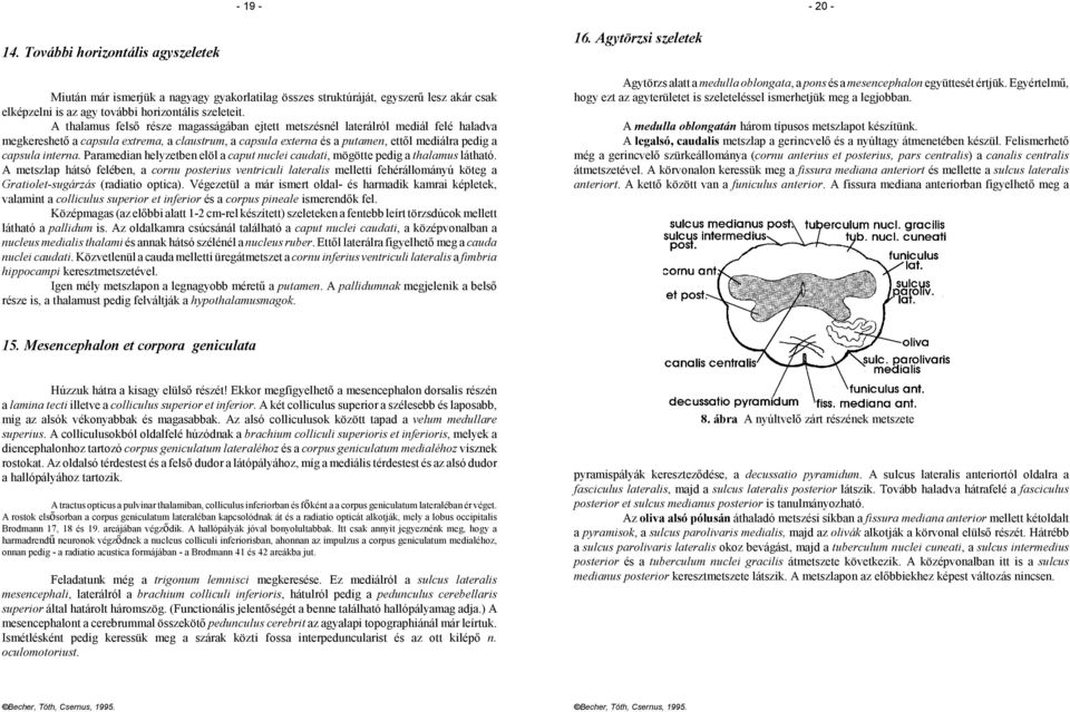 interna. Paramedian helyzetben elöl a caput nuclei caudati, mögötte pedig a thalamus látható.