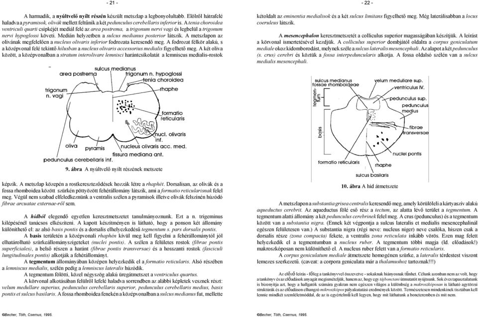 A metszlapon az olivának megfelelően a nucleus olivaris inferior fodrozata keresendő meg.