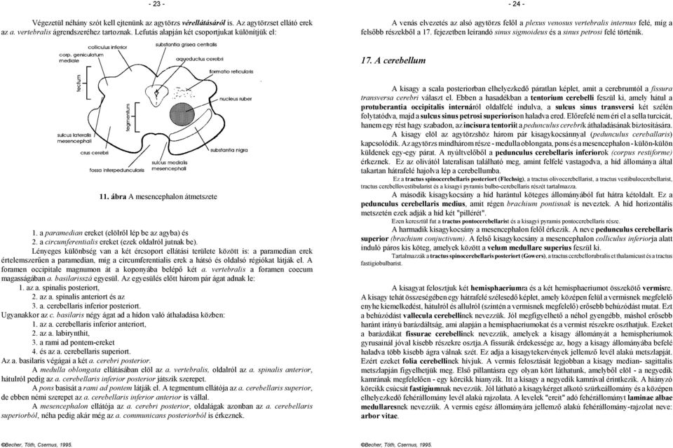 fejezetben leírandó sinus sigmoideus és a sinus petrosi felé történik. 17. A cerebellum 11. ábra A mesencephalon átmetszete 1. a paramedian ereket (elölről lép be az agyba) és 2.