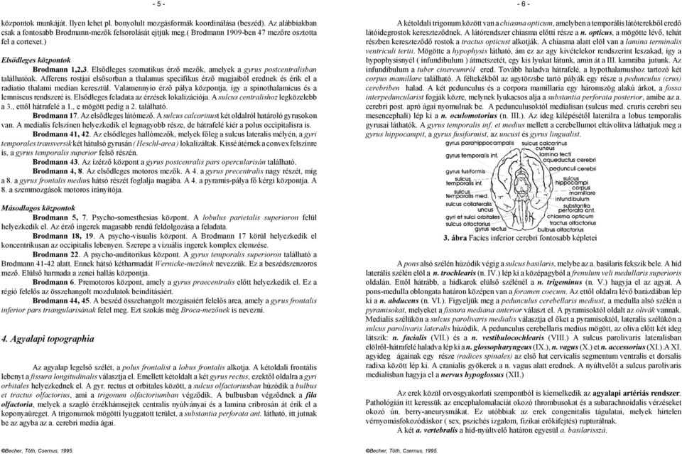 Afferens rostjai elsősorban a thalamus specifikus érző magjaiból erednek és érik el a radiatio thalami median keresztül.