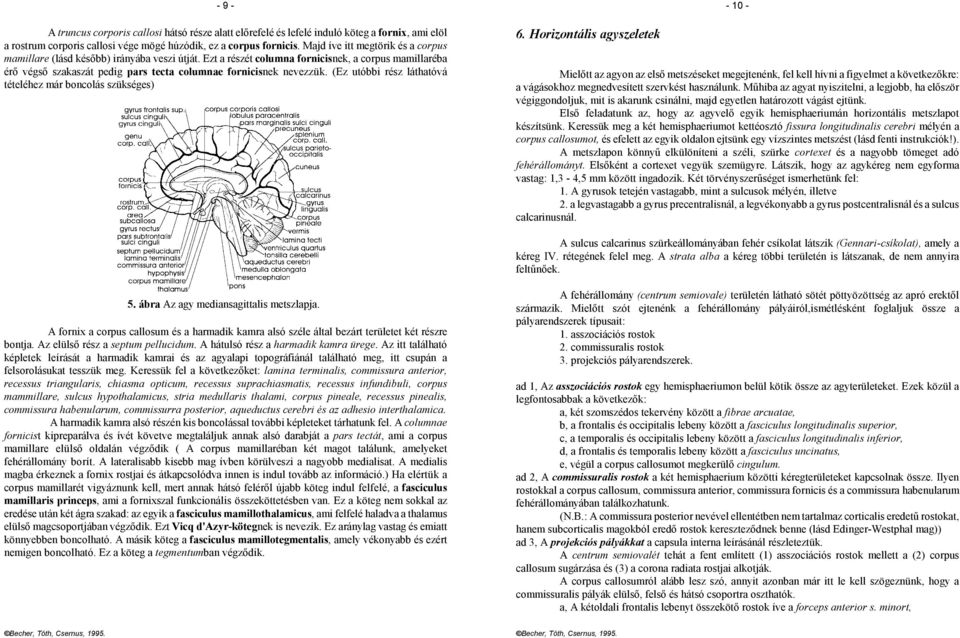 Ezt a részét columna fornicisnek, a corpus mamillaréba érő végső szakaszát pedig pars tecta columnae fornicisnek nevezzük. (Ez utóbbi rész láthatóvá tételéhez már boncolás szükséges) 6.