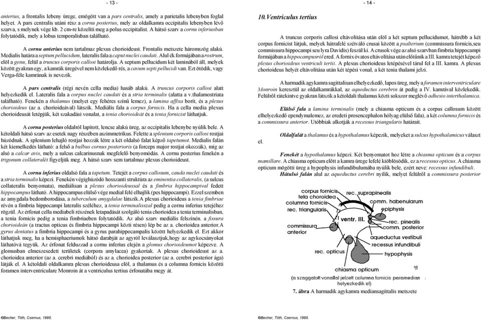 A hátsó szarv a cornu inferiusban folytatódik, mely a lobus temporalisban található. A cornu anterius nem tartalmaz plexus chorioideust. Frontalis metszete háromszög alakú.